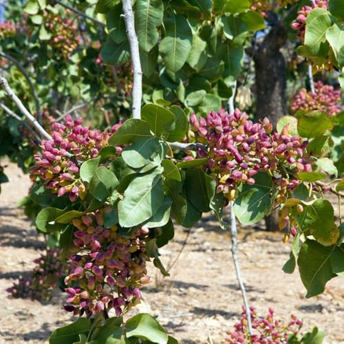 semi resistenti di pistacchio - giardino, roccioso, aiuola da balcone, 25pcs