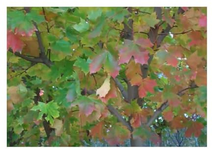 Stk - 30x Ahorn platanoides - Spitzahorn Garten Baum Pflanzen - Samen U3 - Seeds & Plants Shop by Ipsa