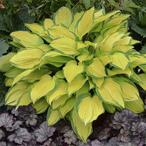 Hosta pianta Piante bulbi Piante erbacee perenni Pianta da esterno Rizoma Hosta Funkia-Rizoma Hosta Funkia-Hosta pianta Piante bulbi