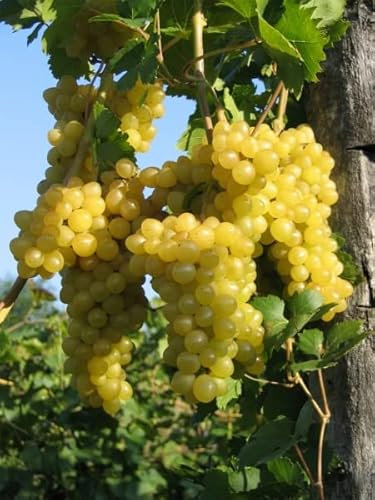 Vitis vinifera Primus - kernlose Weintraube Primus