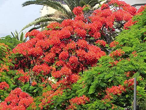 10 Semi | Scarlet Wisteria Sesbania | | Bonsai:Seeds