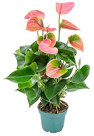 Bloomique - Anthurium Andreanum - Rosa - Flamingoblume - Blühende Zimmerpflanzen - Pflegeleicht - Höhe 30-40 cm - Topf 12 cm