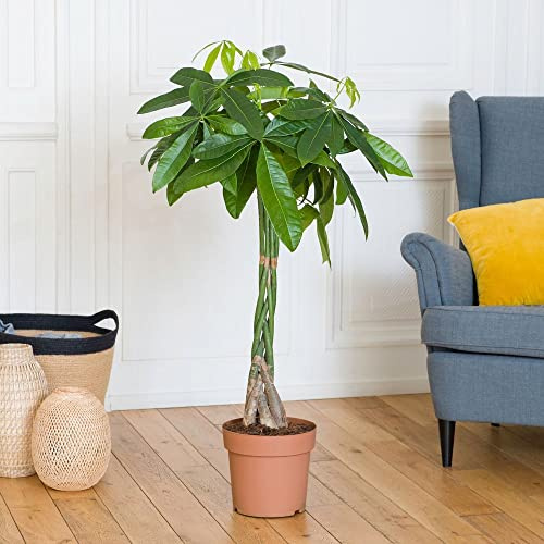 Fleurs et Délices - Plante verte - Plante d'intérieur - Pachira Aquatica - 100 CM - sans cache pot - Plante vivante et naturelles - Plante à Offrir - Déco maison - Cadeau Anniversaire