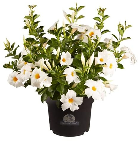 Dipladenia Blanca Arbustiva Natural Planta Resistente y Fácil de Mantener