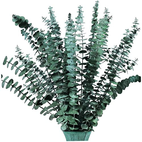 Wedhapy 16 Ramas de eucalipto secas y preservadas, Tallo de Planta de eucalipto de 17, Ramo de eucalipto Real para Rellenar jarrones, arreglo de Flores secas, decoración Floral para el hogar, Ramas