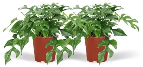 Fensterblatt – Monstera Minima – Zimmerpflanze – Ø15cm – ca. 30cm hoch – 2 Pflanzen – tropische Kletter- und Dekopflanze für Zuhause & Büro