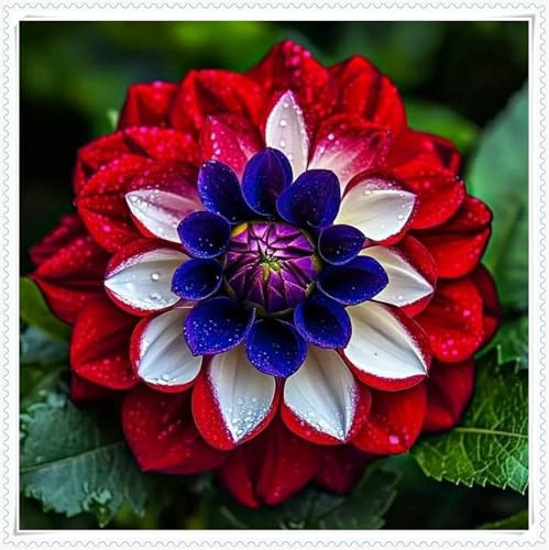 Mysteriöse magische Glühbirne,Mehrjährige Blumenzwiebel ist winterhart, Winterhart pflanzen, 2025 Blumenzwiebel Mix-2 Dahlien Zwiebeln-A