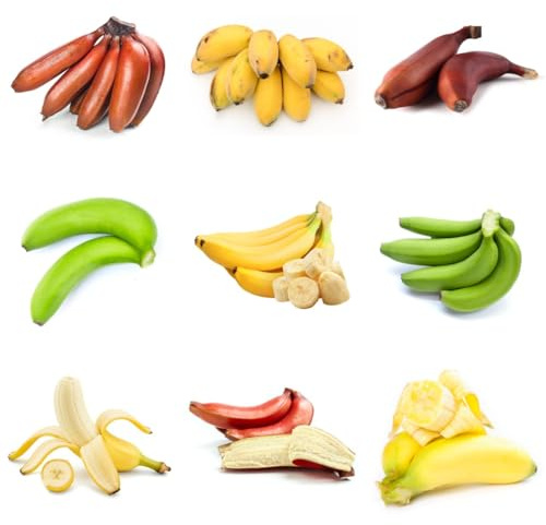 Semi di banano - esotiche da frutto nani resistenti semi di frutto colonnare resistente banana fresca acquistare da resistenti 45pcs