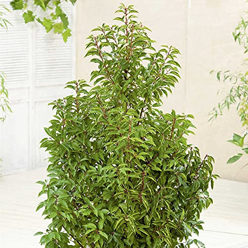 Garten-Schlüter® Portugiesischer Kirschlorbeer Angustifolia, 20-30 cm geliefert im 1,5 Liter Topf - Lorbeerkirsche Prunus Laurocerasus als Laubhecke - immergrün, pilzfrei, winterhart als Sichtschutz