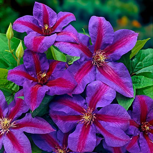 You Garden - Clematis 'Mrs Thompson' in 9cm Pots - Supplied as an Established Plant in Pots for Outdoor Use - Free Flowering Clematis Plants for Gardens