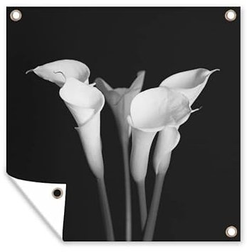 MuchoWow Poster exterieur Gros plan sur des fleurs de lys de calla sur un fond noir. Decoration murale 50x50 cm Résistant aux intempéries/soleil