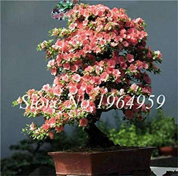 20 pc/Pacchetto Rare Misto Azalea FAI da Te Casa e Giardino pianta Sembra Come Japanese Cherry Blooms Fiore So Beautiful: 5