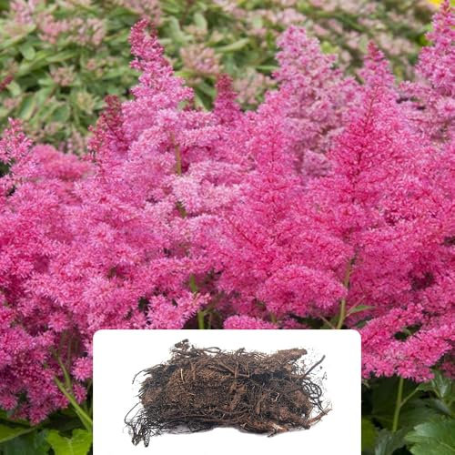 1 Astilbe Younique Lilac – Beautiful Soft Lavender Pink Feathery Plumes – Fragrant Triangular Blooms Perfect for a Stunning Summer Garden – Grown for UK Climate Conditions
