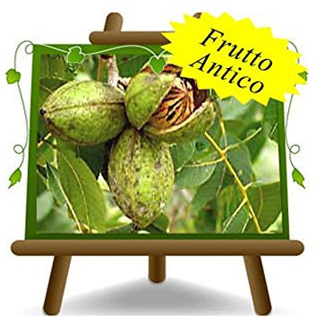EURO PLANTS VIVAI Noce Pecan Shawnee - Pianta da Frutto Antico su Vaso: 20×26 cm. - *Altezza: 120~140 cm. - 2 Anni