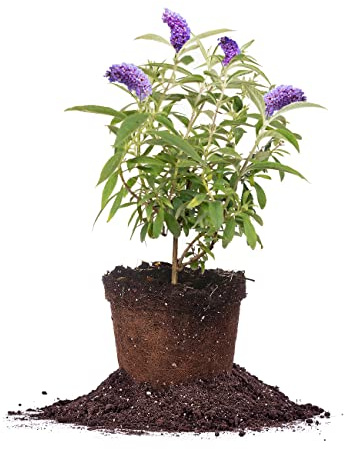 Perfect Plants Nanho Butterfly Shrub 1 Gallon | Live Bush for Outdoor Planting | Attracting Pollinators Like Butterflies, Bees, and Hummingbirds | Gorgeous Purple Flowers in Spring
