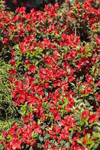 Rhododendron obtusum 'Fridoline' 30-40 cm – Winterhart, Immergrün, Pflegeleicht – Rhododendron – Kübelpflanze für Terrasse & Beet