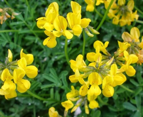 Semi Fiori per Api - Sementi Mellifere per Api - 1 kg - Semi per Apicoltura - Semi per Fiori Melliferi Ginestrino
