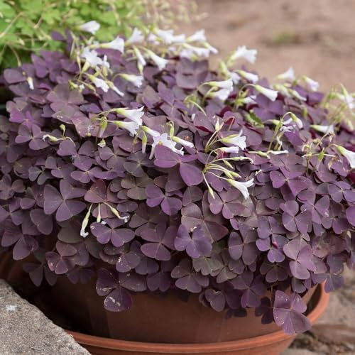 YouGarden Purple Shamrock Houseplant, Oxalis triangularis, Established Plant in 10.5cm Pot, Ready to Plant and Display, Purple Foliage Indoor Plant, False Shamrock