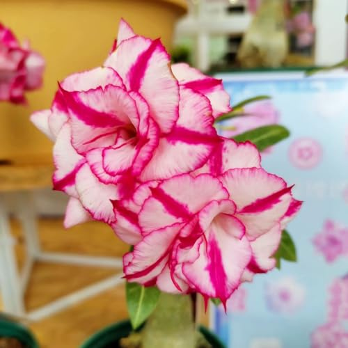 Bulbi di rosa del deserto, resistenti e duraturi, adatti al giardino e interni, accessibili ai principianti, facili da coltivare-2Bulbi-B