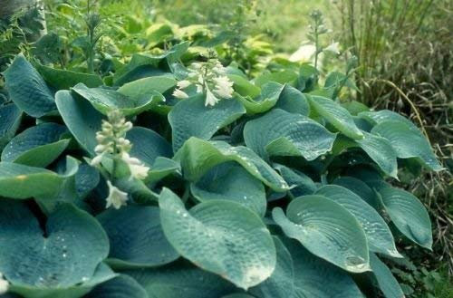 5 Semi di Hosta sieboldiana Elegans Foglie enormi