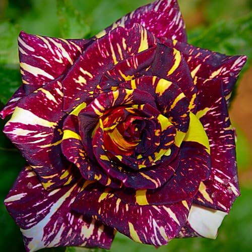 Rosas híbridas/rosas/rizomas/resistentes/decorativas/de jardín/fragantes/de interior/de exterior/de rápido crecimiento-1 PCS-G