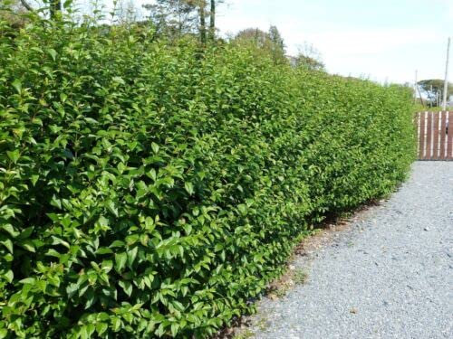60 x Green Privet / Ligustrum Ovalfolium 30-50cm Tall in 9cm Pot