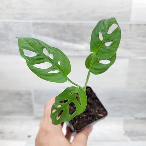 Philodendron Swiss Cheese (Monstera adansonii) – Rare Tropical Aroid | 3″ Fully Rooted Live Indoor Houseplant | Exotic Perforated Foliage | Easy-Care Trailing or Climbing Plant for Home or Office