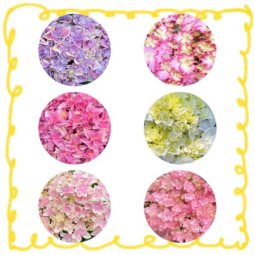 semillas de hortensia - resistentes orgánicas jardín interior 120pcs