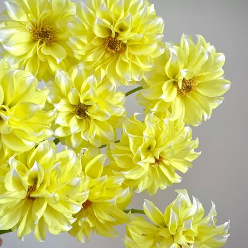 6bulbi tuberi di dalia perenni resistenti trice, primaverili dalia, d'appartamento
