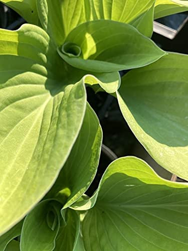 5 Bare Roots of Hosta (August Moon) Includes Postage