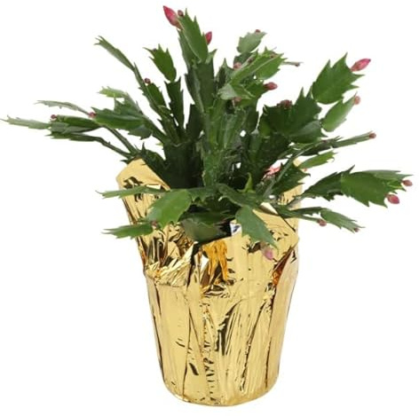 DECOALIVE Planta Natural Interior y Exterior Cactus Navidad Schlumbergera