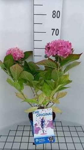 Hydrangea macr. 'Endless Summer Twist&shout'® pink - Hortensia 25-30 cm en pot