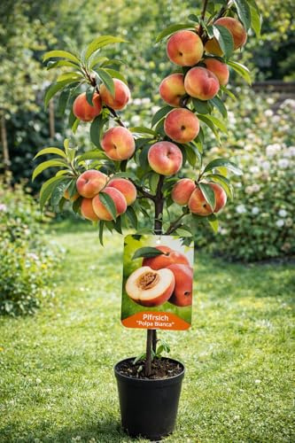 Persikoträd Prunus persica Polpa Bianca – vitköttig persika, 100–140 cm, robust fruktträd för trädgård och hink, aromatiska frukter, vinterhårt, lätt att rengöra