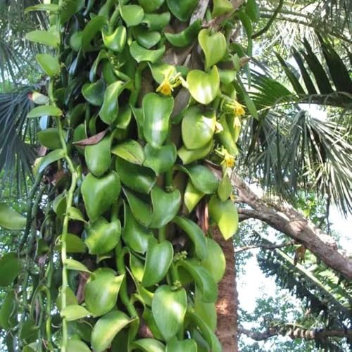 orchidea vaniglia - Vanilla planifolia semi di selvaggio selvaggio, autunno, perenne giardino decorazione interni giardino 300pcs