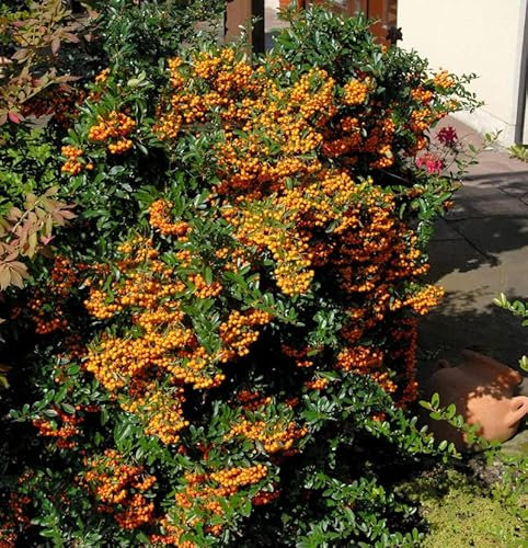 Feuerdorn Sunny Star 40-60cm - Pyracantha