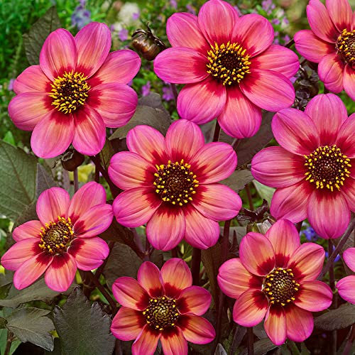 schone Dahlia Collarette – Summer Flowering Bulb – Perennials – Your Beautiful Garden (1 x Dahlia Collarette Dahlegria Tricolore)