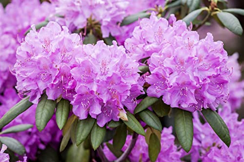Rhododendron PG 1 'Roseum Elegans' 50-60 cm - Rhododendron, rosafarbene Blüten, Blütezeit Mai-Juni, ideal für Halbschatten, winterhart und pflegeleicht