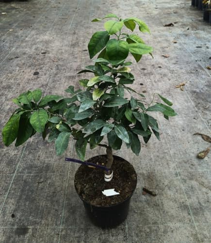 Citrus paradisi greffé sur Volkameriana/Pomelos Rose/Conteneur de 5 à 6 litres/Tigette
