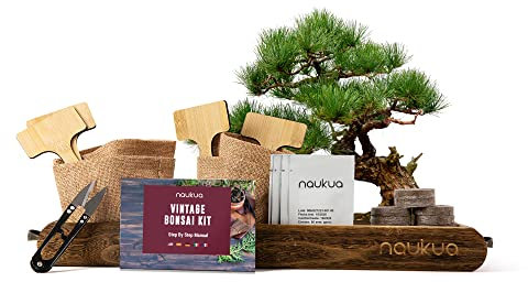 Kit Vintage Bonsai - 4x Tipi di Bonsai (Semi Organici) - Idea Regalo Unica - Tutto Il Necessario Per Coltivare Vostri Bonsai In Casa In Modo Semplice E Comodo - Libretto di Istruzioni Passo a Passo