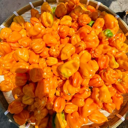 semi di ortaggi peperoncino piante medicinali bonsai peperone da spuntino orto jalapeno semi biologici fresco all'aperto peperoncino 50pcs