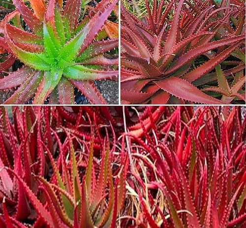 Aloe Cameronii Red Aloe 10 Seeds Houseplant Same Day Dispatch