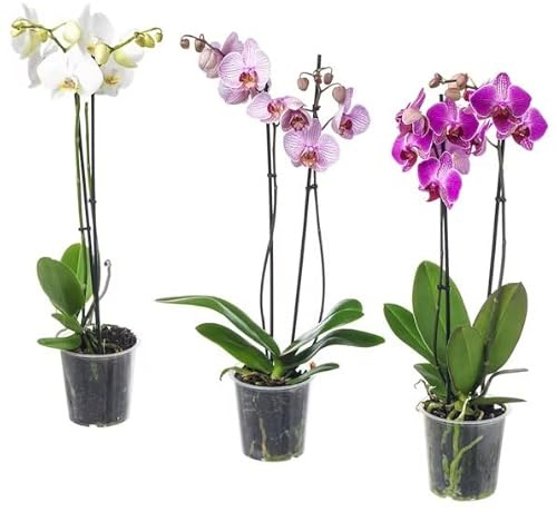 Trio de Orquídeas | DECOALIVE | Mix de Colores | Miden ± 60cm | Plantas de Interior | Flores Naturales