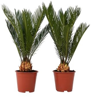Plant in a Box - Cycas Revoluta - Set di 2 - Palma di Sago - Altezza 45-60cm - Vaso 15cm - Palma felce - Pianta Tropicale Ornamentale da Interno o Terrazza - Facile da Curare