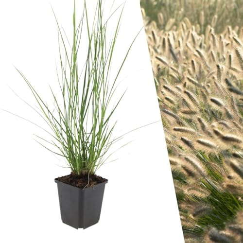 Plants by Frank Pennisetum Alopecuroides Hameln, 6 plantes, Ø 9 cm | Plantes de pennisetum, Couvre-sol rustique Vivace, Herbe aux écouvillons, Graminées ornementales, Pot 9 cm, Hauteur : 15 cm
