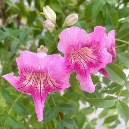 Trompetenblume - alte sorten kübelpflanzen gartenpflanzen rankpflanzen winterhart für sonnige plätze exotische hängepflanzen winterhart mehrjährig balkonpflanze 85Samen
