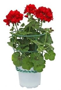 Descubre la Belleza y la Resistencia del Pelargonium Peltatum - Murciana - la Planta Perfecta para tu Hogar.