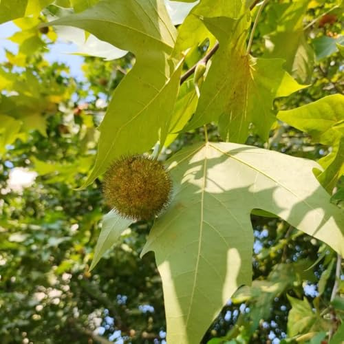Platanus orientalis giardino resistente sempreverdi da balcone resistenti in vaso da giardino perenni resistenti sostenibili verdi balcone ufficio mini biologico 20semi