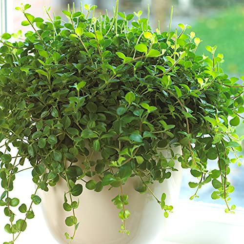 1 x Peperomia rotundifolia | Hängender Zwergpfeffer | Kleine Zierpflanze fürs Haus oder das Büro