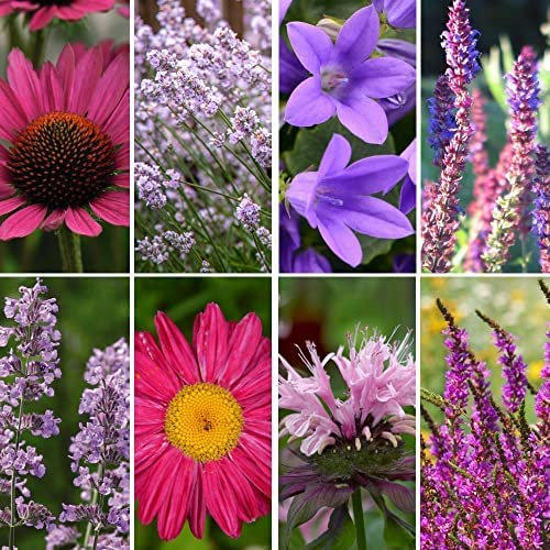 Cottage Garden Plants Perennials Great Value Nurseryman’s Choice Our Selection of Reliable Pretty Plants Easy to Grow Your Own Garden Flowers 3X 9cm Potted Plants by Thompson and Morgan (3)