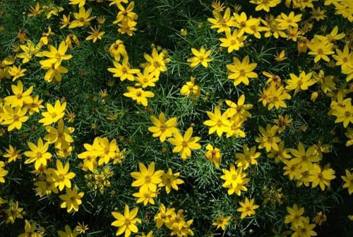 Goldmarie, Bidens - gelb, steingarten, bodendecker
